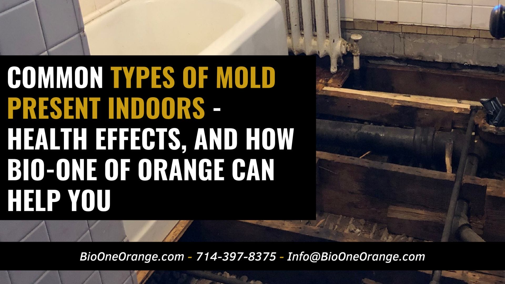 Common types of mold present indoors - Health effects, and how Bio-One of Orange can help you
