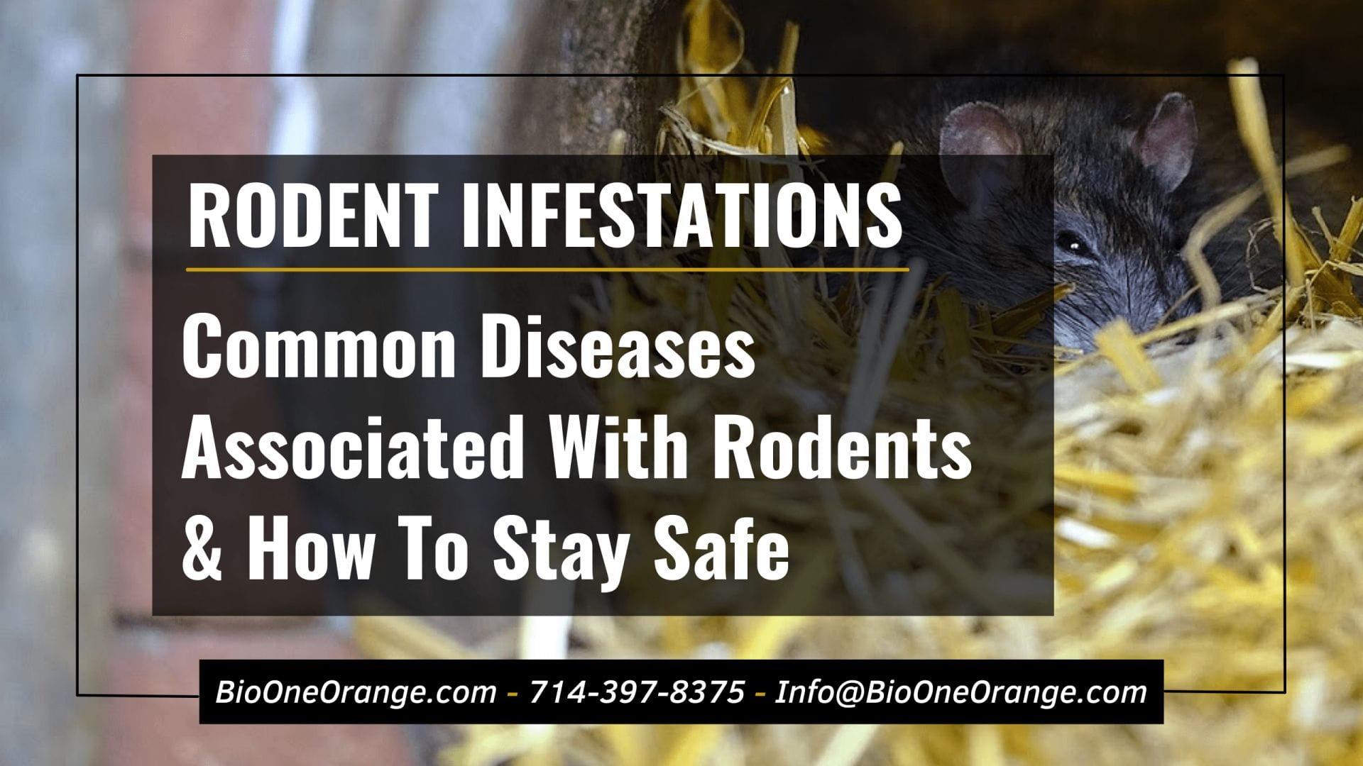 Common Diseases Associated With Rodent Infestations & How To Stay Safe