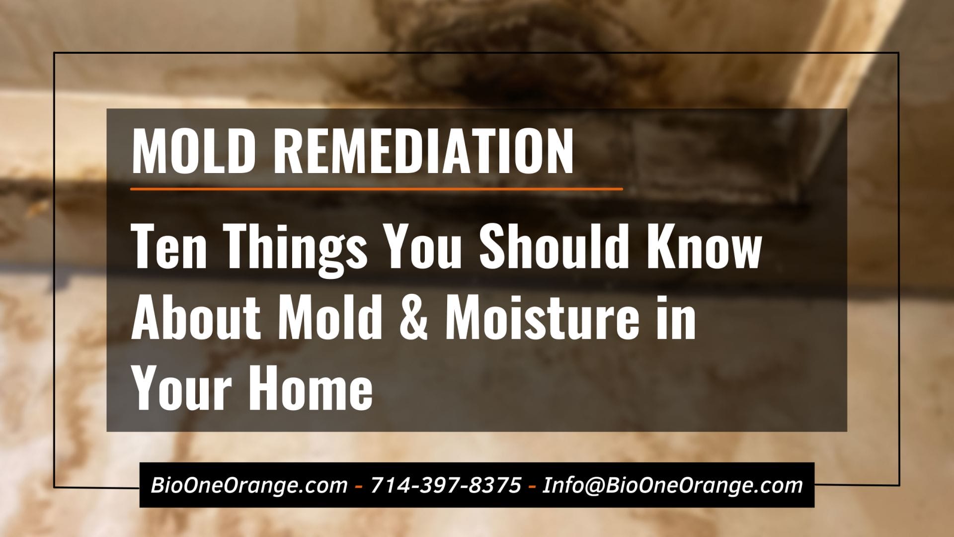 Ten Things You Should Know About Mold & Moisture in Your Home