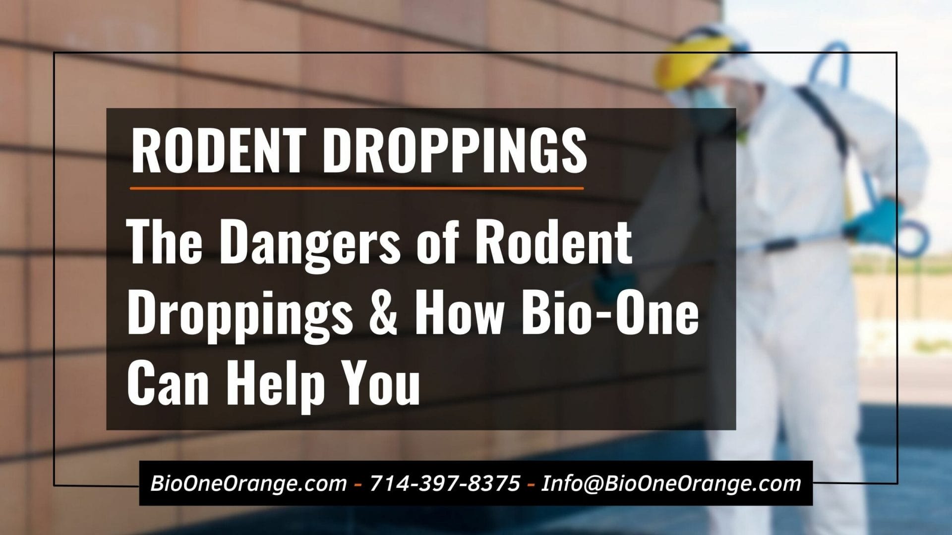 The Dangers of Rodent Droppings & How Bio-One Can Help You