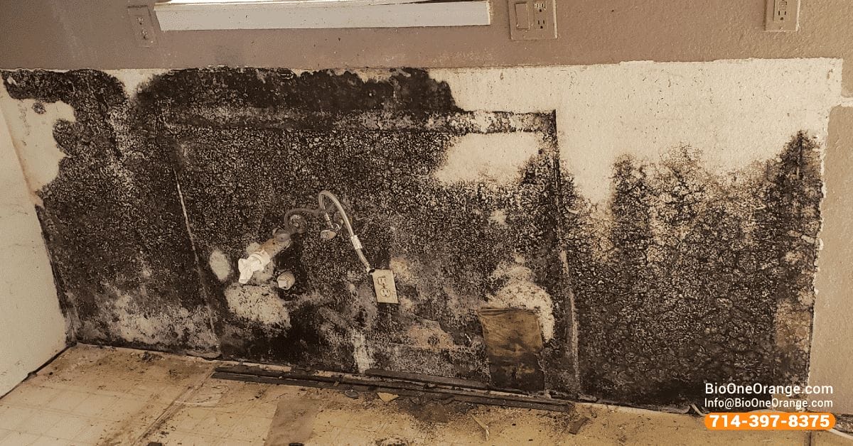 Bio-One provides professional and certified mold remediation services!