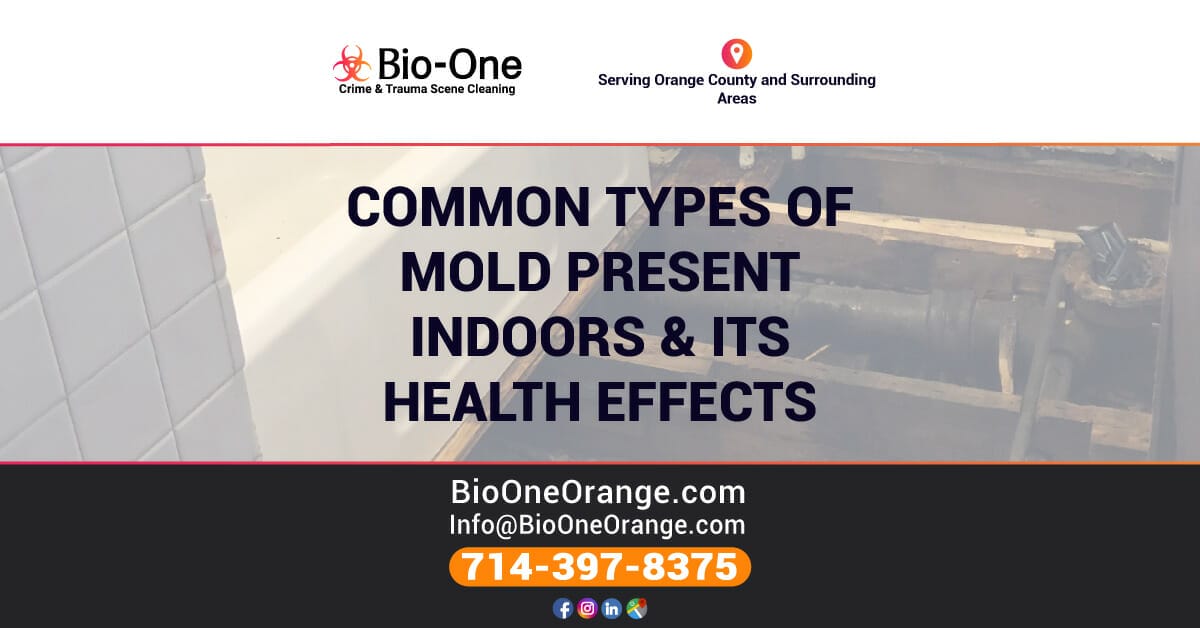 Common Types of Mold Present Indoors & Its Health Effects - Bio-One of Orange.