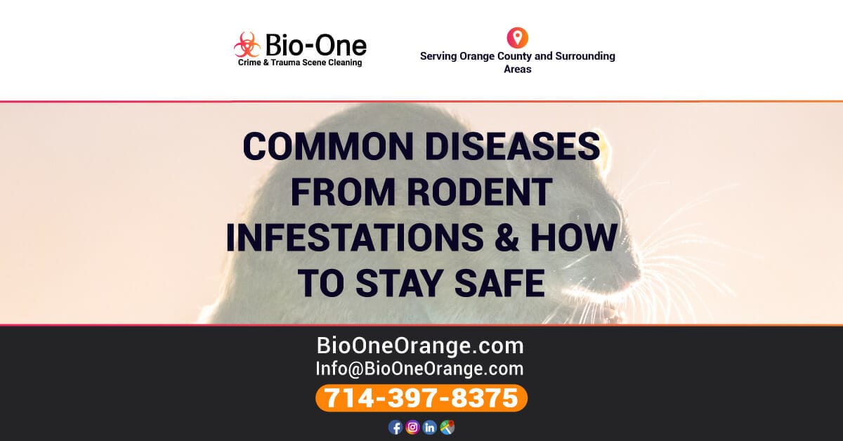 Common Diseases from Rodent Infestations: How To Stay Safe