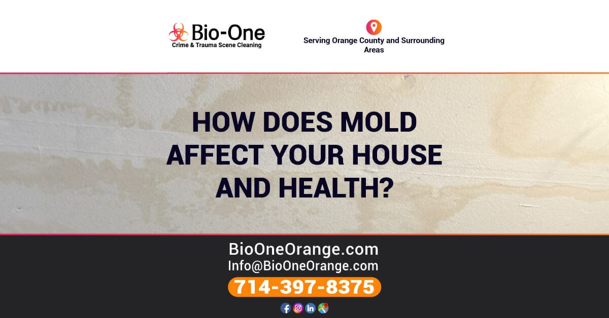 How does mold affect your house and health? - Bio-One of Orange.