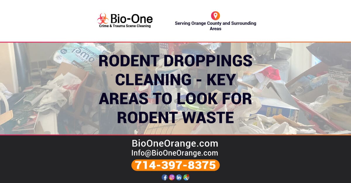Rodent Droppings Cleaning - Key Areas to Look for Rodent Waste