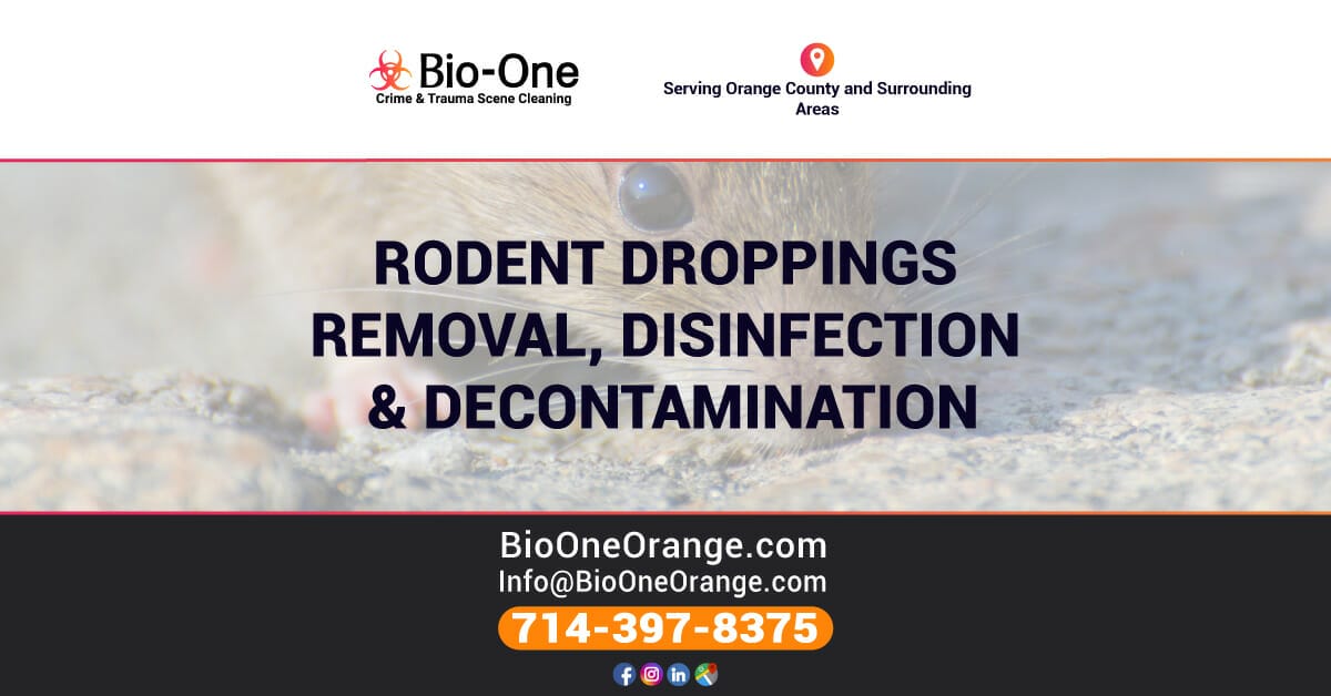 Rodent Droppings Removal, Disinfection, and Decontamination - Bio-One of Orange.