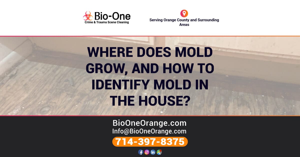 Where Does Mold Grow, and How to Identify Mold in the House?
