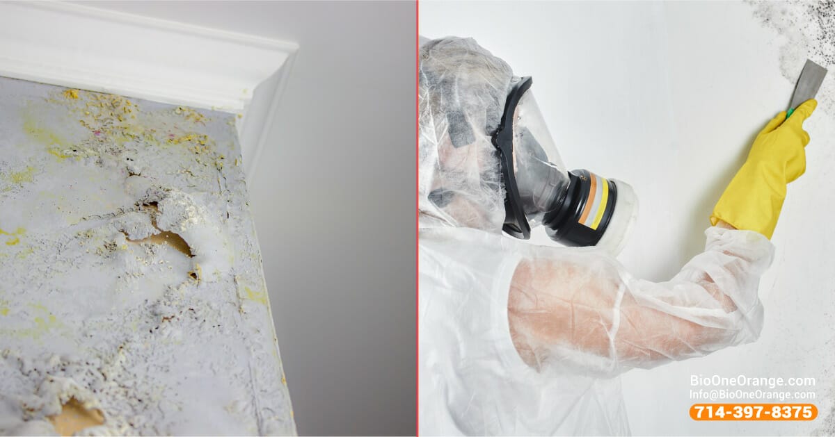 Trust our mold damage restoration technicians to take care of your home or business.